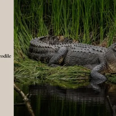 Comment court un crocodile ?