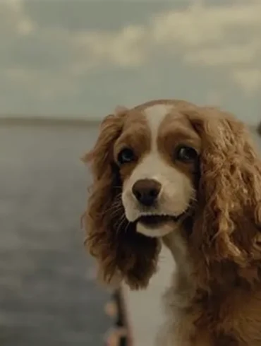 Quelle est la race du chien de la Belle et le Clochard ?