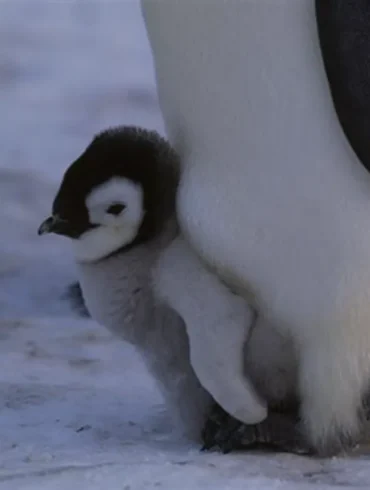 Qu'est ce que cache les manchots ?