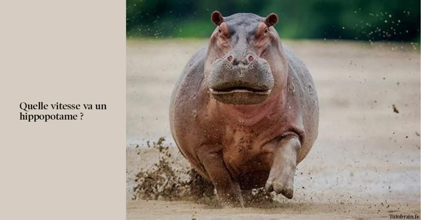 Quelle vitesse va un hippopotame ?