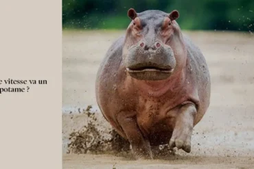 Quelle vitesse va un hippopotame ?