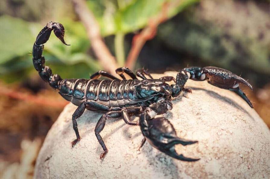 Homme Scorpion caractéristiques