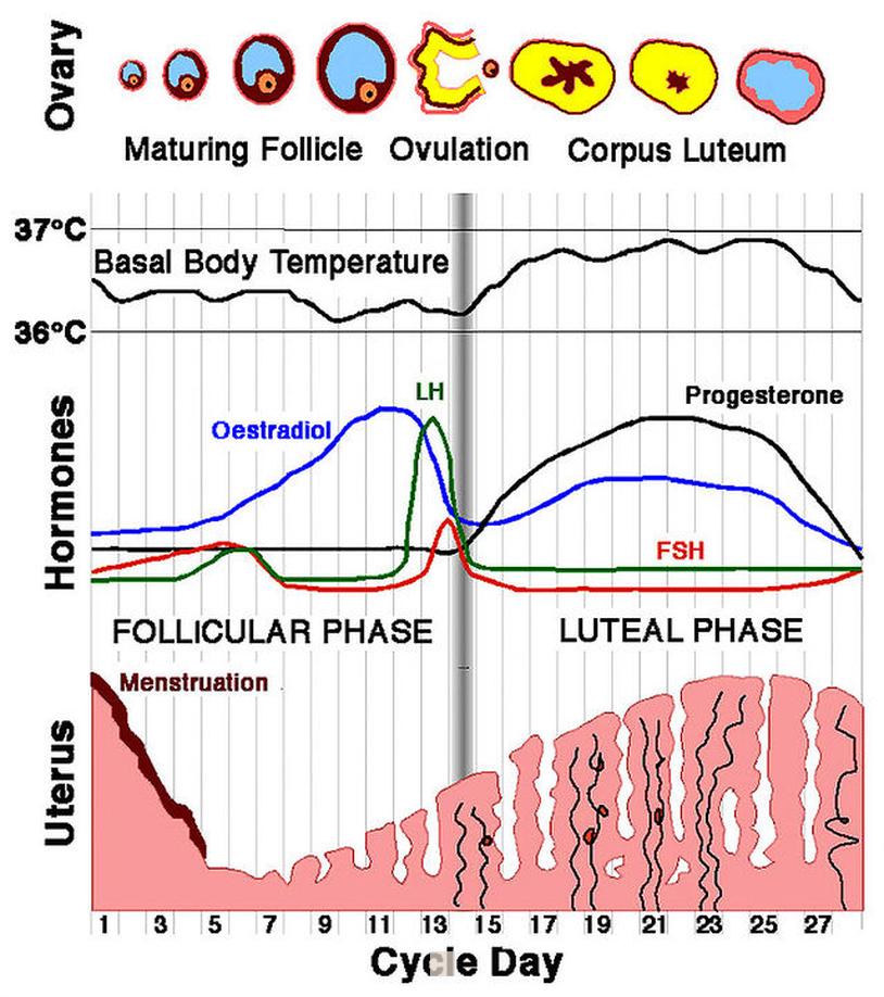 Impact of menstrual cycle on sex drive